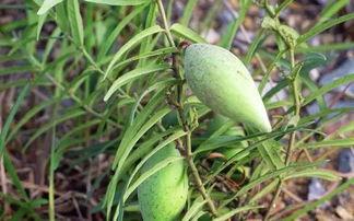 土耳瓜叶怎么吃