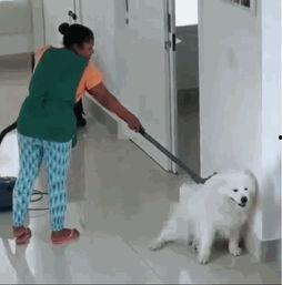 小明星萨摩耶头像,小明星萨摩耶头像魅力全解析