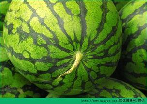 吃烧瓜好不好,探寻吃烧瓜的益处与魅力