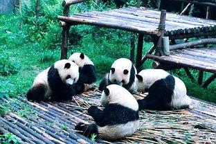 成都熊猫明星,萌动全球的可爱使者