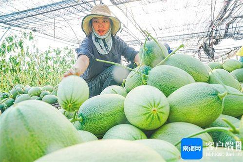 二十年的老师傅种植蜜瓜,匠心独运的甜蜜之道